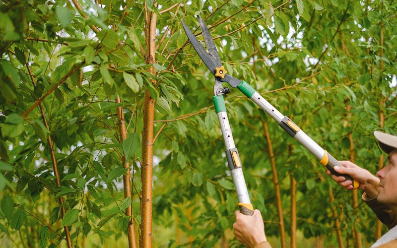 Tree trimming in Sanborn, IA